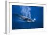 Antarctic Minke Whale Surfacing-null-Framed Photographic Print