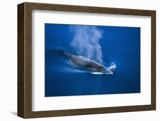 Antarctic Minke Whale Surfacing-null-Framed Photographic Print