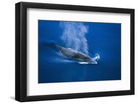 Antarctic Minke Whale Surfacing-null-Framed Photographic Print