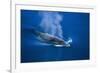 Antarctic Minke Whale Surfacing-null-Framed Photographic Print