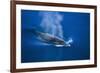 Antarctic Minke Whale Surfacing-null-Framed Photographic Print