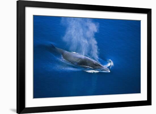 Antarctic Minke Whale Surfacing-null-Framed Photographic Print