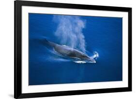 Antarctic Minke Whale Surfacing-null-Framed Photographic Print