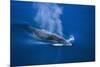 Antarctic Minke Whale Surfacing-null-Mounted Photographic Print