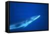 Antarctic Minke Whale-null-Framed Stretched Canvas