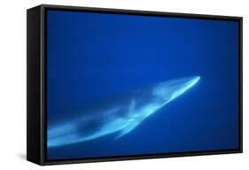 Antarctic Minke Whale-null-Framed Stretched Canvas