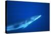 Antarctic Minke Whale-null-Stretched Canvas