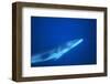 Antarctic Minke Whale-null-Framed Photographic Print