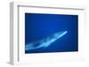 Antarctic Minke Whale-null-Framed Photographic Print