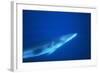 Antarctic Minke Whale-null-Framed Photographic Print