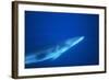 Antarctic Minke Whale-null-Framed Photographic Print