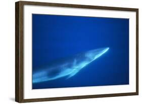 Antarctic Minke Whale-null-Framed Photographic Print