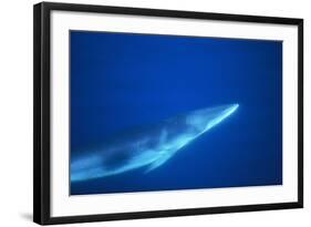 Antarctic Minke Whale-null-Framed Photographic Print