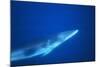 Antarctic Minke Whale-null-Mounted Photographic Print