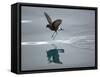 Antarctic Peninsula, Hope Bay, Wilson's Storm Petrel Seems to Walk across Surface of Water-Mark Hannaford-Framed Stretched Canvas