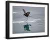 Antarctic Peninsula, Hope Bay, Wilson's Storm Petrel Seems to Walk across Surface of Water-Mark Hannaford-Framed Photographic Print