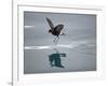 Antarctic Peninsula, Hope Bay, Wilson's Storm Petrel Seems to Walk across Surface of Water-Mark Hannaford-Framed Photographic Print