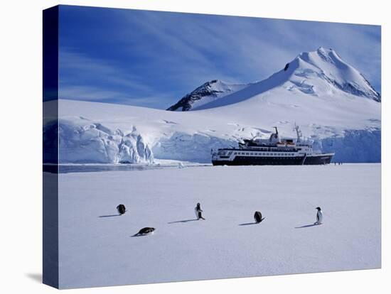 Antarctic Peninsula, Port Lockroy, Gentoo Penguins and Cruise Ship Clipper Adventurer, Antarctica-Allan White-Stretched Canvas