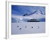 Antarctic Peninsula, Port Lockroy, Gentoo Penguins and Cruise Ship Clipper Adventurer, Antarctica-Allan White-Framed Photographic Print