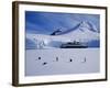 Antarctic Peninsula, Port Lockroy, Gentoo Penguins and Cruise Ship Clipper Adventurer, Antarctica-Allan White-Framed Photographic Print