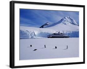 Antarctic Peninsula, Port Lockroy, Gentoo Penguins and Cruise Ship Clipper Adventurer, Antarctica-Allan White-Framed Photographic Print