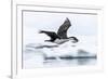 Antarctic shag (Leucocarbo bransfieldensis) taking flight with nesting material at Port Lockroy-Michael Nolan-Framed Photographic Print