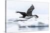 Antarctic shag (Leucocarbo bransfieldensis) taking flight with nesting material at Port Lockroy-Michael Nolan-Stretched Canvas