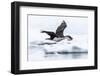 Antarctic shag (Leucocarbo bransfieldensis) taking flight with nesting material at Port Lockroy-Michael Nolan-Framed Photographic Print