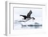 Antarctic shag (Leucocarbo bransfieldensis) taking flight with nesting material at Port Lockroy-Michael Nolan-Framed Photographic Print