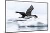 Antarctic shag (Leucocarbo bransfieldensis) taking flight with nesting material at Port Lockroy-Michael Nolan-Mounted Photographic Print