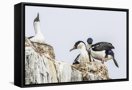 Antarctic Shags (Phalacrocorax [Atriceps] Bransfieldensis)-Michael Nolan-Framed Stretched Canvas