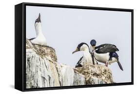 Antarctic Shags (Phalacrocorax [Atriceps] Bransfieldensis)-Michael Nolan-Framed Stretched Canvas