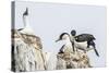 Antarctic Shags (Phalacrocorax [Atriceps] Bransfieldensis)-Michael Nolan-Stretched Canvas
