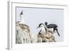 Antarctic Shags (Phalacrocorax [Atriceps] Bransfieldensis)-Michael Nolan-Framed Photographic Print