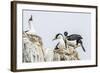 Antarctic Shags (Phalacrocorax [Atriceps] Bransfieldensis)-Michael Nolan-Framed Photographic Print