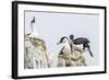 Antarctic Shags (Phalacrocorax [Atriceps] Bransfieldensis)-Michael Nolan-Framed Photographic Print