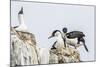 Antarctic Shags (Phalacrocorax [Atriceps] Bransfieldensis)-Michael Nolan-Mounted Photographic Print