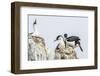 Antarctic Shags (Phalacrocorax [Atriceps] Bransfieldensis)-Michael Nolan-Framed Photographic Print
