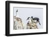 Antarctic Shags (Phalacrocorax [Atriceps] Bransfieldensis)-Michael Nolan-Framed Photographic Print