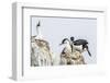 Antarctic Shags (Phalacrocorax [Atriceps] Bransfieldensis)-Michael Nolan-Framed Photographic Print