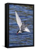 Antarctic Tern (Sterna Vittata Georgiae) in Flight in Ocean Harbor, South Georgia, Polar Regions-Michael Nolan-Framed Stretched Canvas