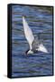 Antarctic Tern (Sterna Vittata Georgiae) in Flight in Ocean Harbor, South Georgia, Polar Regions-Michael Nolan-Framed Stretched Canvas