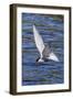 Antarctic Tern (Sterna Vittata Georgiae) in Flight in Ocean Harbor, South Georgia, Polar Regions-Michael Nolan-Framed Photographic Print