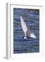 Antarctic Tern (Sterna Vittata Georgiae) in Flight in Ocean Harbor, South Georgia, Polar Regions-Michael Nolan-Framed Photographic Print