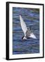 Antarctic Tern (Sterna Vittata Georgiae) in Flight in Ocean Harbor, South Georgia, Polar Regions-Michael Nolan-Framed Photographic Print