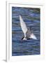 Antarctic Tern (Sterna Vittata Georgiae) in Flight in Ocean Harbor, South Georgia, Polar Regions-Michael Nolan-Framed Photographic Print