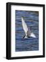 Antarctic Tern (Sterna Vittata Georgiae) in Flight in Ocean Harbor, South Georgia, Polar Regions-Michael Nolan-Framed Photographic Print