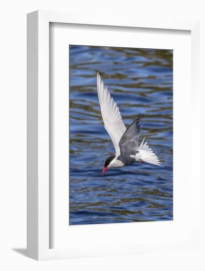 Antarctic Tern (Sterna Vittata Georgiae) in Flight in Ocean Harbor, South Georgia, Polar Regions-Michael Nolan-Framed Photographic Print