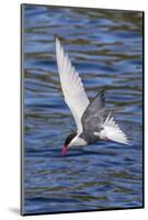 Antarctic Tern (Sterna Vittata Georgiae) in Flight in Ocean Harbor, South Georgia, Polar Regions-Michael Nolan-Mounted Photographic Print