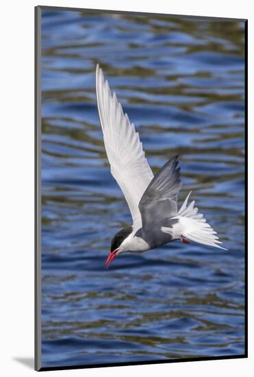 Antarctic Tern (Sterna Vittata Georgiae) in Flight in Ocean Harbor, South Georgia, Polar Regions-Michael Nolan-Mounted Photographic Print